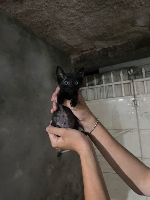 Gatos de 8 semanas
