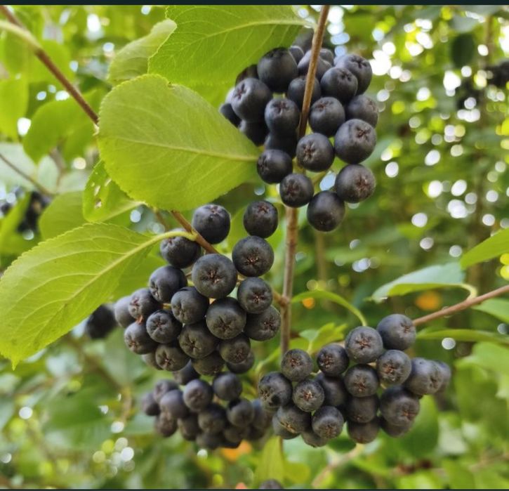 Aronia 5kilogramow