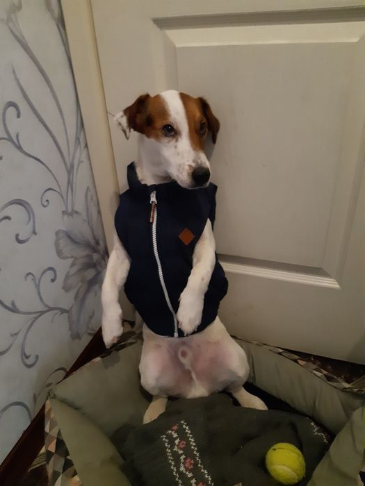 Вязка Джек Рассела Терьер случка