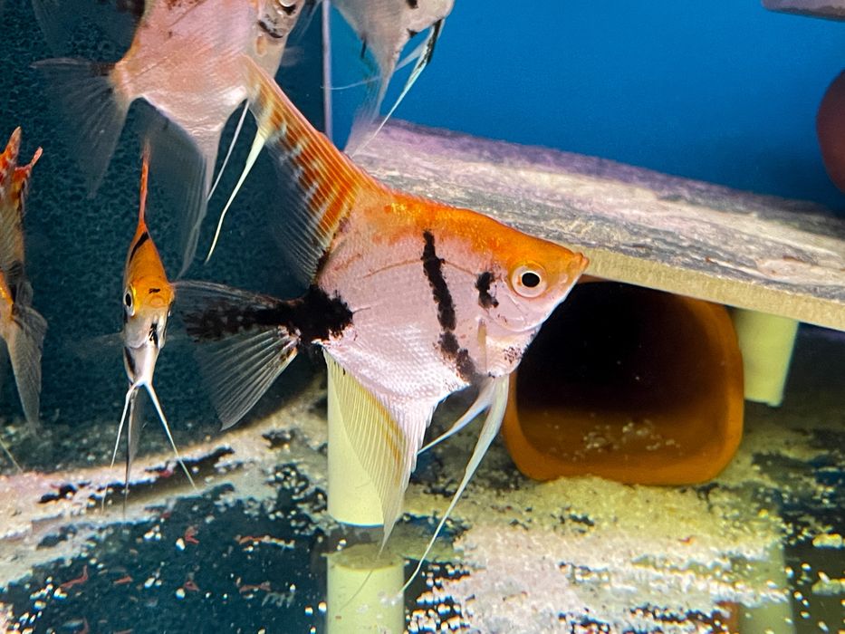 Pterophyllum Scalare - Koi - A Grade - p. Pearlscale (Gm/g, S/S, p/+)