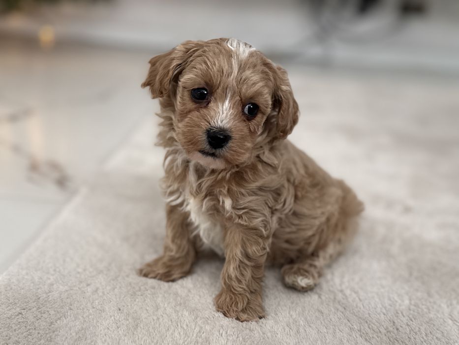 Maltipoo - piesek ;)