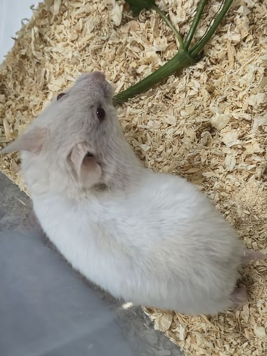 Dwumiesięczne chomiki syryjskie gotowe do odbioru