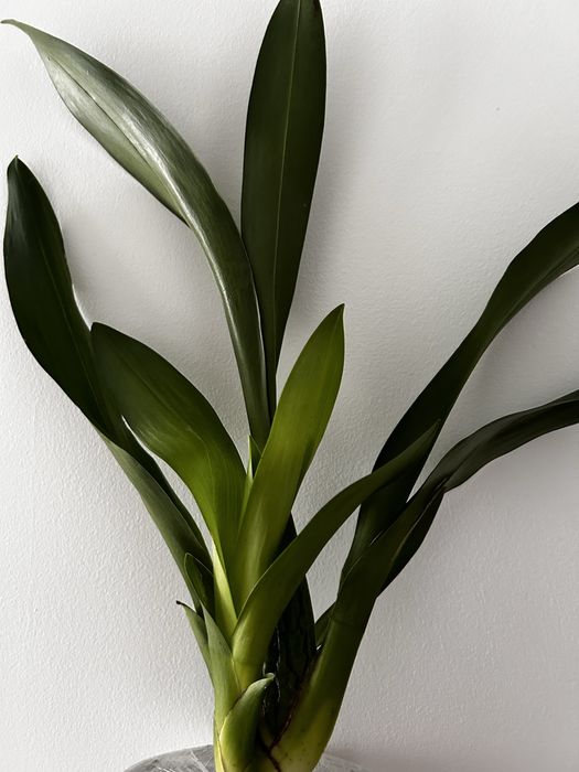 Orquidea Cambria mix