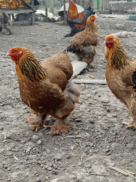 Інкубаційне яйце Брама куріпчаста