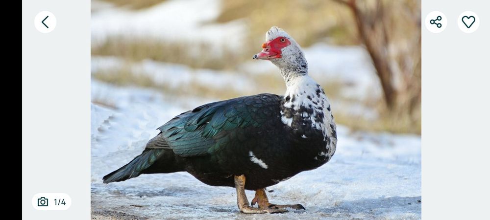 Качки мускусні шипуни
