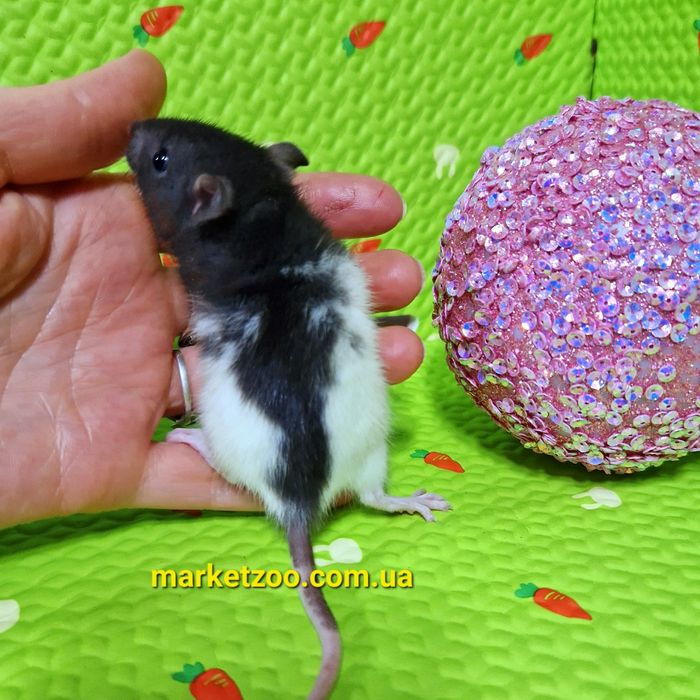 Маленька дівчинка гола Крыса,криса,криска,щур,щурик,пацюк декоративний дівчинка маленька: 500 грн.  - Гризуни Київ на Olx