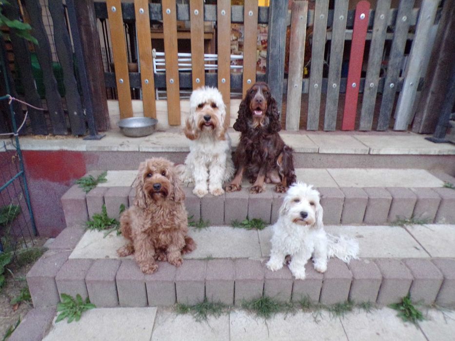 Cockapoo F1 , prześliczna, unikalna  sunia biało/ czarna, maleńka