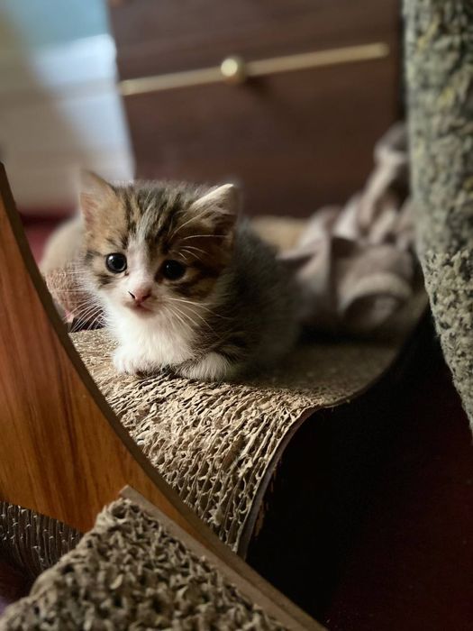 Котики всім бажаючим