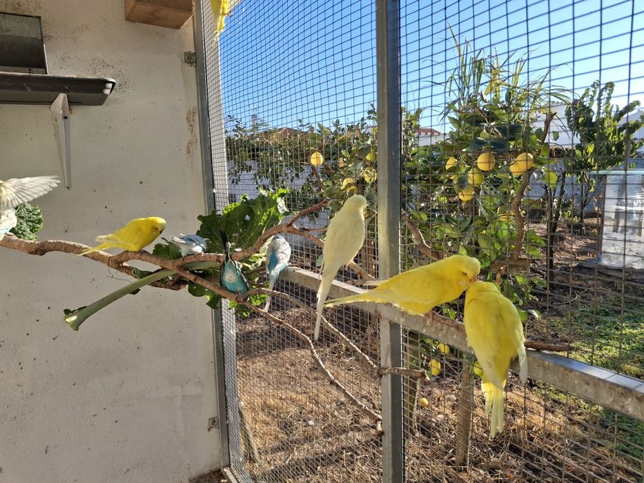 Periquitos Ingleses