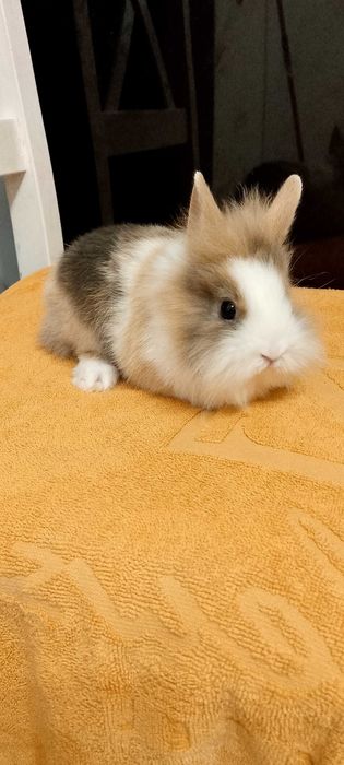 Króliczki miniaturki