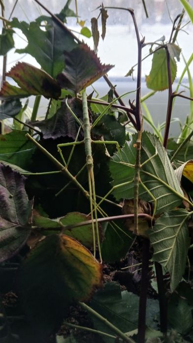 Patyczki oddam za darmo