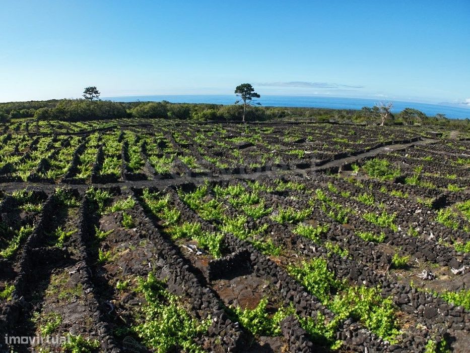 Land with Verdelho do Pico Vineyard in Bandeiras, Madalena