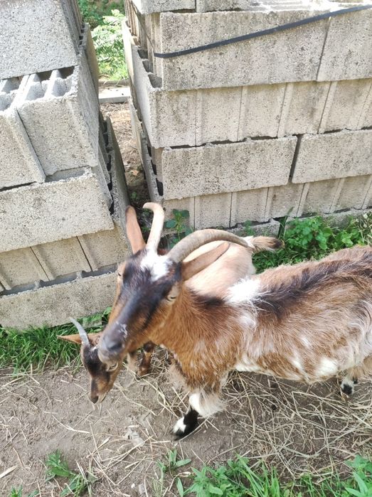 vendo cabrita uma cria