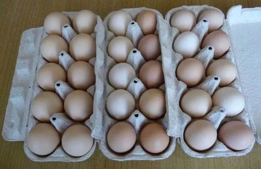 Jajka wiejskie kacze wysyłka