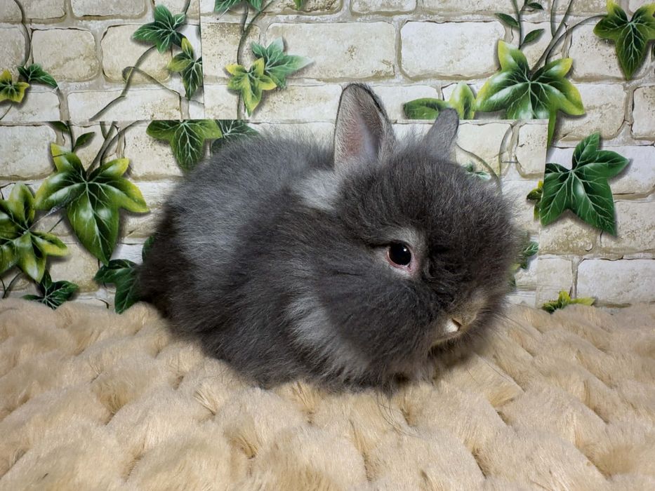 Króliczki miniaturki Karzełki Teddy