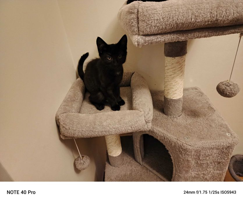 Oddam kotka za darmo