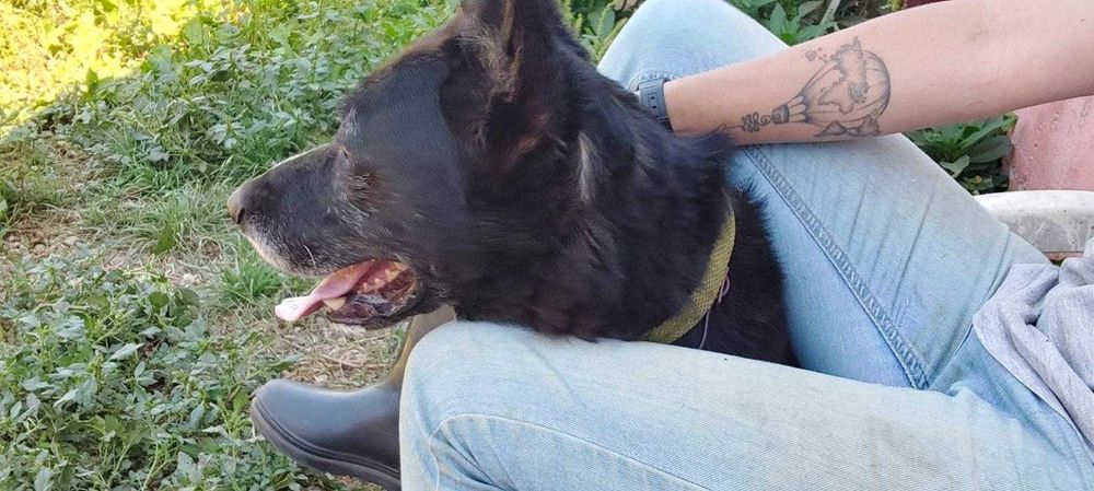 Macho adulto para adoção responsável