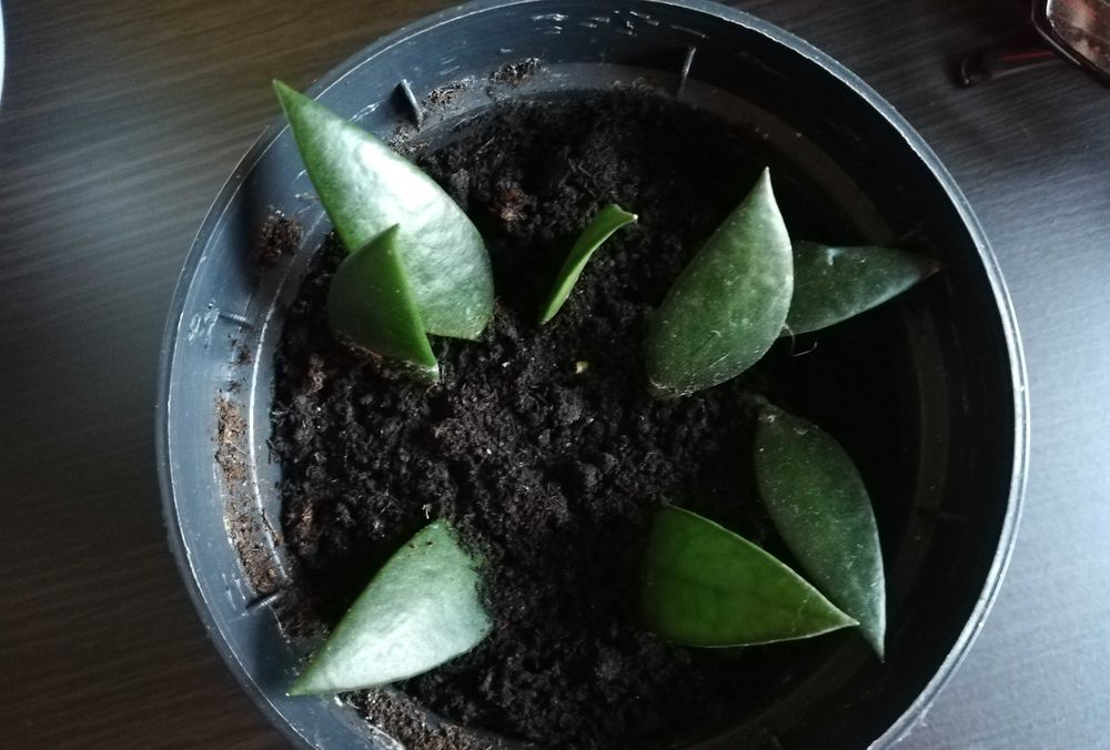 Hoya hoja hoia leytensis unikatowa roślina rzadka kolekcjonerska