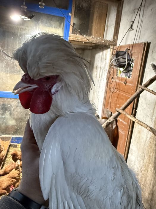 Kogut bialy czubatka miniatura