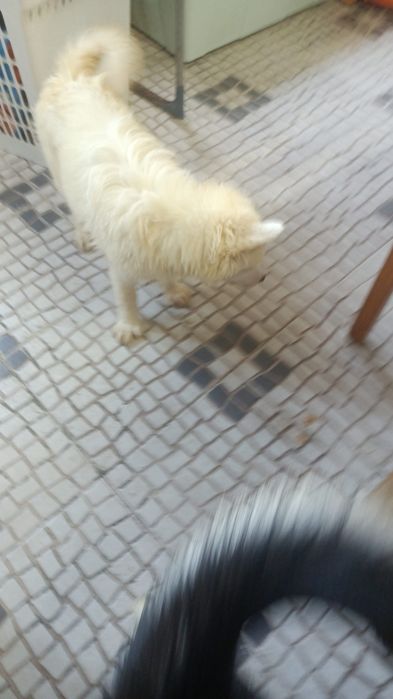 Cachorros machos brancos