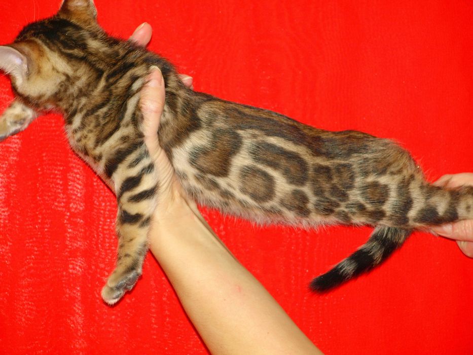 Бенгальські кошенята