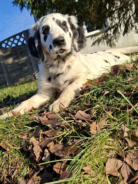 Dalmatyńczyk  długowłosy