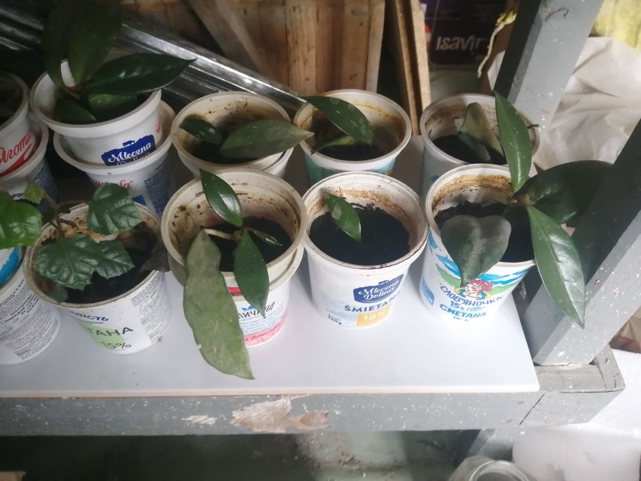 Кімнатні рослини різноманітні.