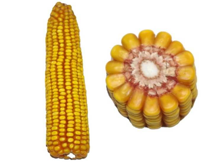 Materiał siewny MHR Kosmo FAO240 MHR Kadryl FAO270-280 ziarno/kiszonka