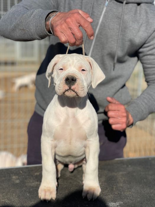 Dogo Argentino Cachorro