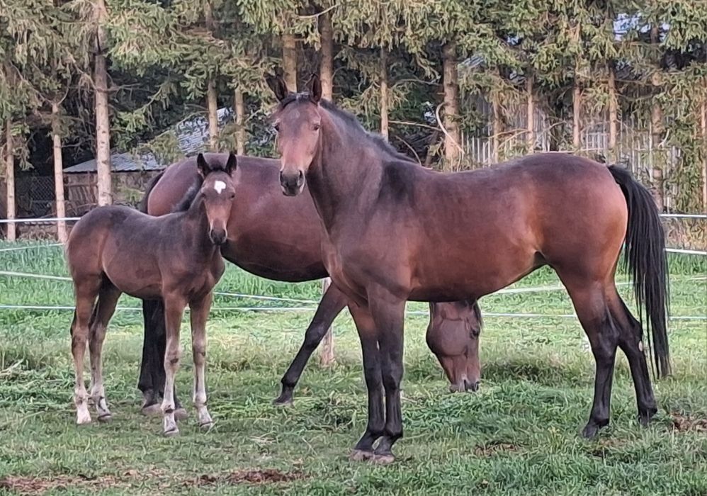 Klacz małopolska 3,5 roku