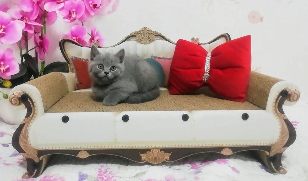 Kotka brytyjska prawdziwy rodowód FPL