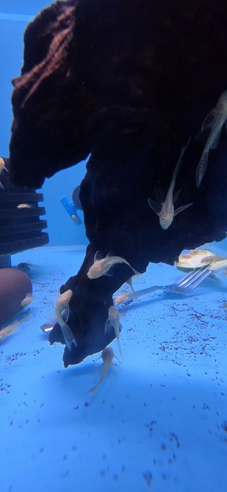 Ancistro albino long fin e normais