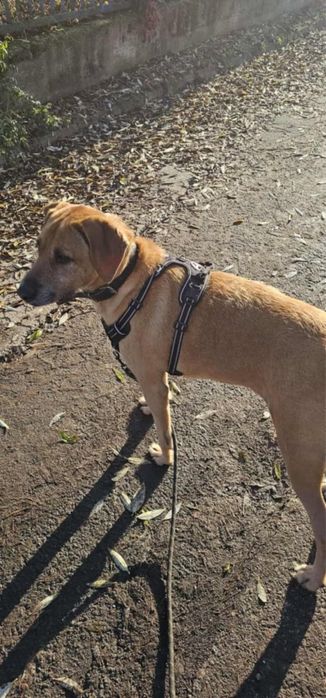 4 letni duży pies Ramzes szuka kochającej rodziny