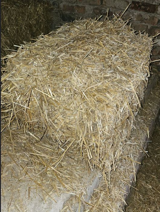 Świeża słoma w kostkach Zabrze-Grzybowice pakowane w worki