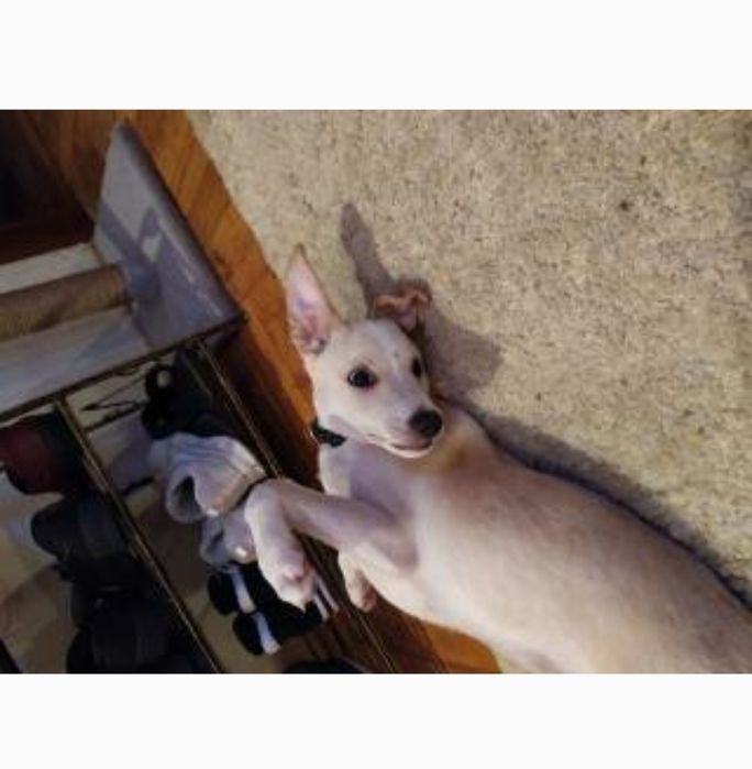 Собачка в добрі руки