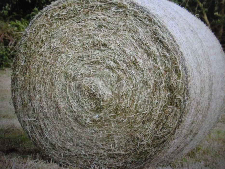 Siano spod dachu SŁOMA Pszenna, Żytnia, i z Pszenżyta załadunek transp