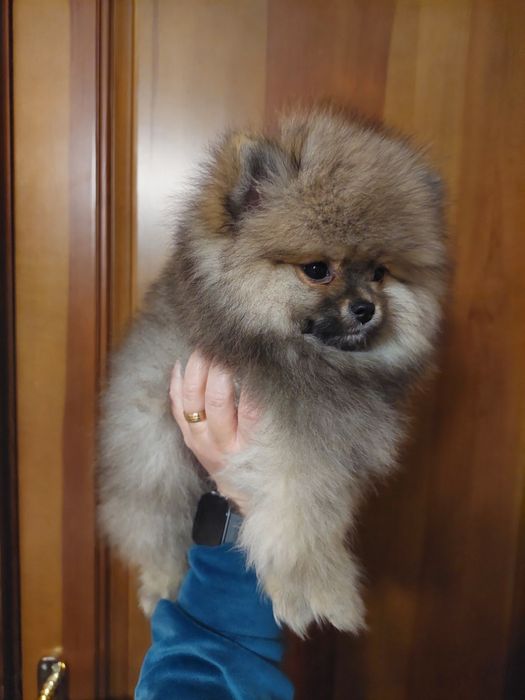 Подарок к 8 марта!Шикарные померанчики)