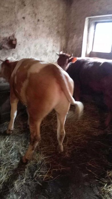 Jałówka roczna czerwona