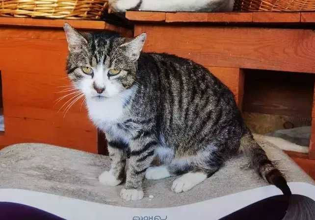 Mądry kocur Teoś czeka na swojego człowieka