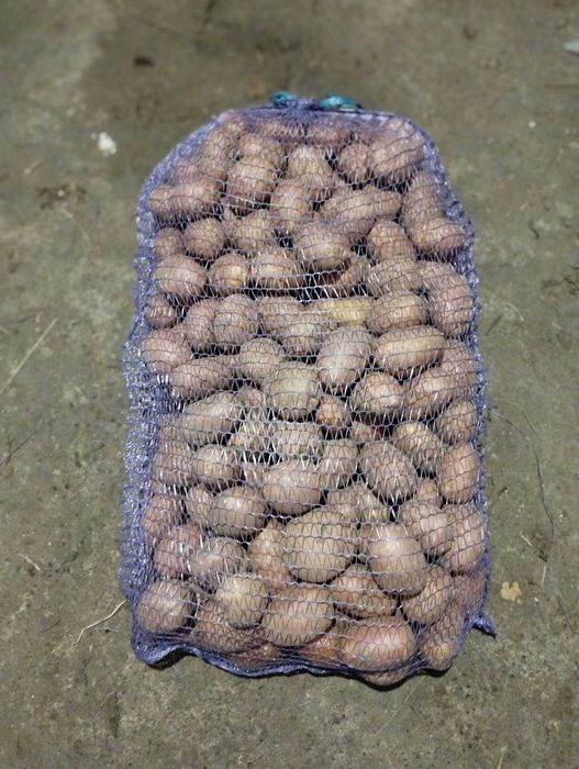 Продам домашню насінну картоплю