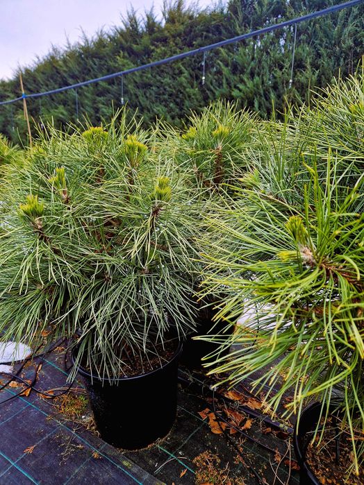 Sosna czarna SPIELBERG (pinus nigra)- wysokość 90 cm