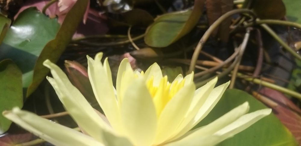 Carpas Koi  coloridas   Promoçao de Nenufares  diversas cores   outono