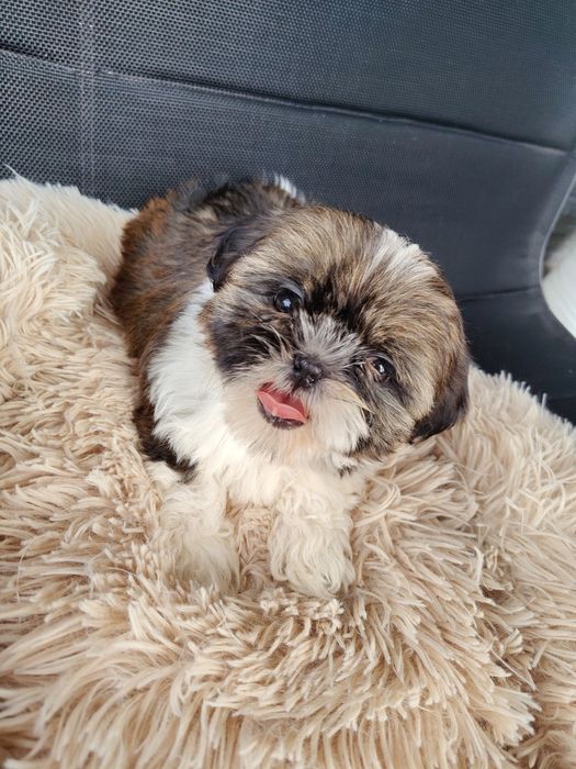 Piękna sunia Shih Tzu z rodowodem