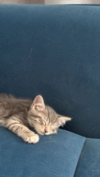 Кошенята безкоштовно