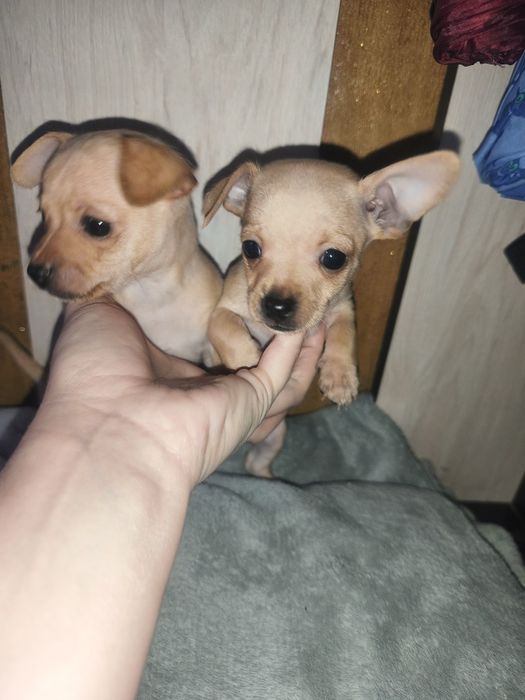 Мінні Той Тер'єр