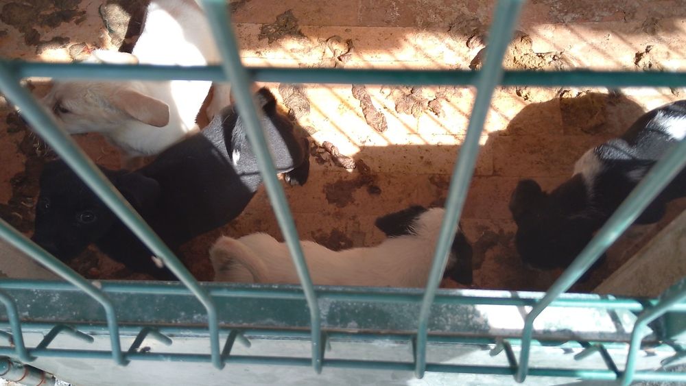 Cãezinhos para doar