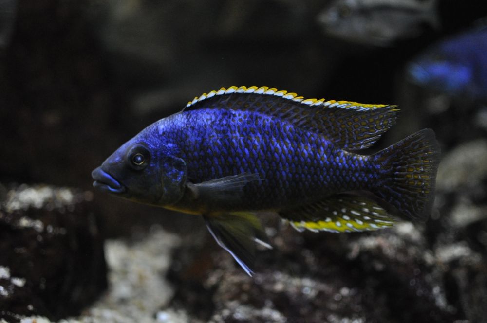 Protomelas Labrosus Thick Lip Mbenji Malawi 3-4cm