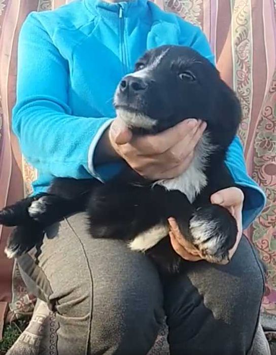 щенок аир мальчик ищет дом