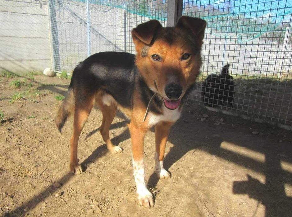 Piękny, skrzywdzony Bryś szuka domu !!