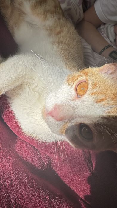 Gatinho para adoção